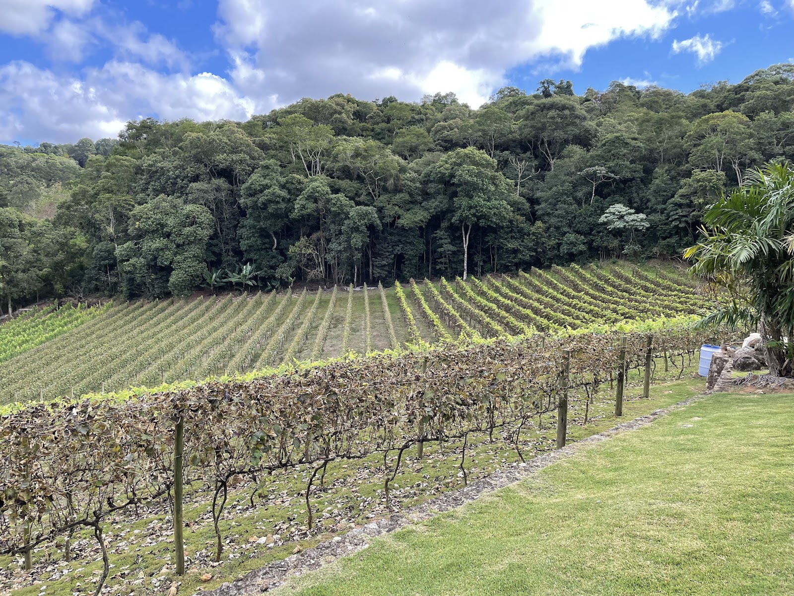 Ferreira & Passero Vinhos