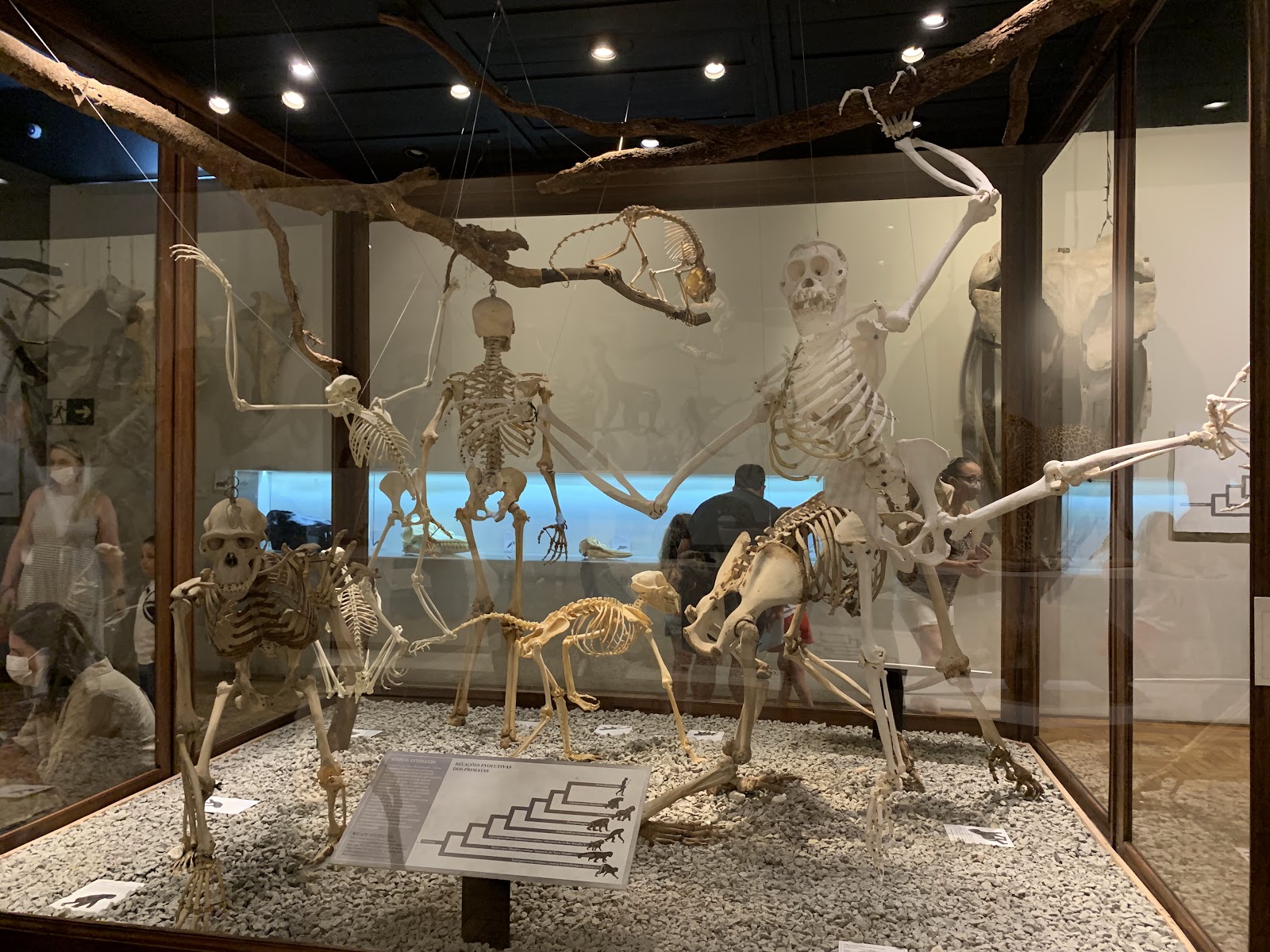 Museum of Zoology of the University of São Paulo