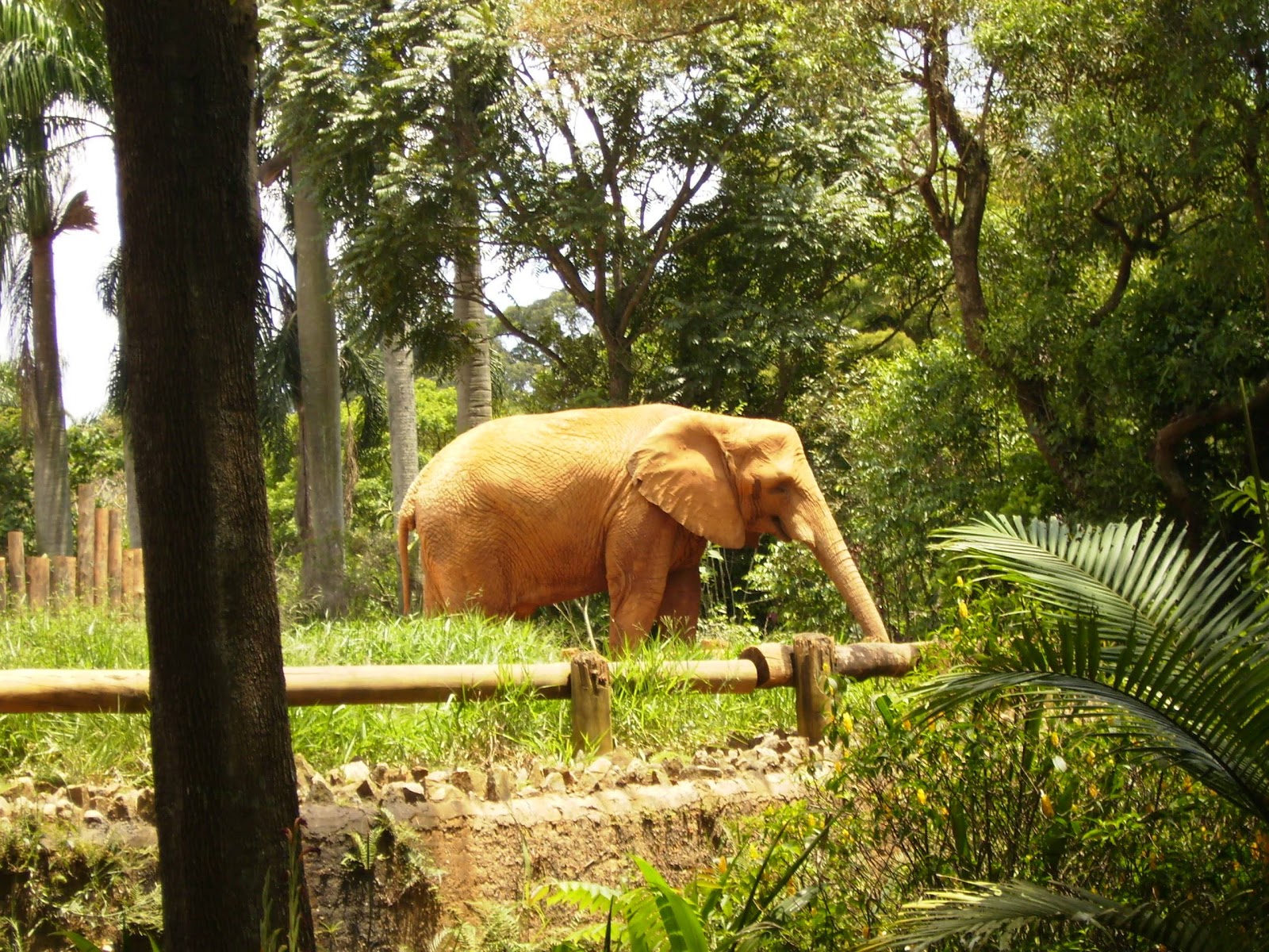 Zoológico de São Paulo