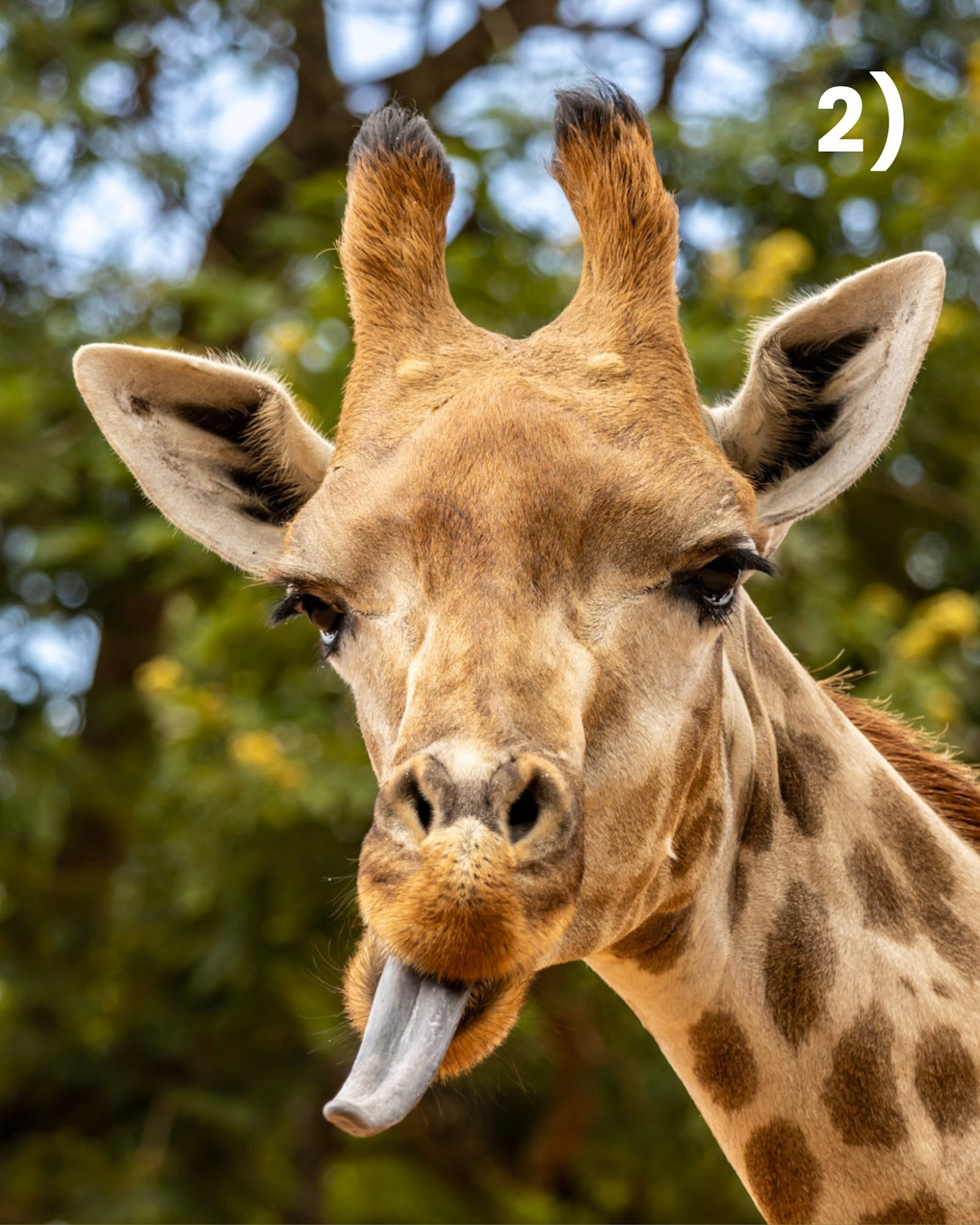 Zoológico de São Paulo